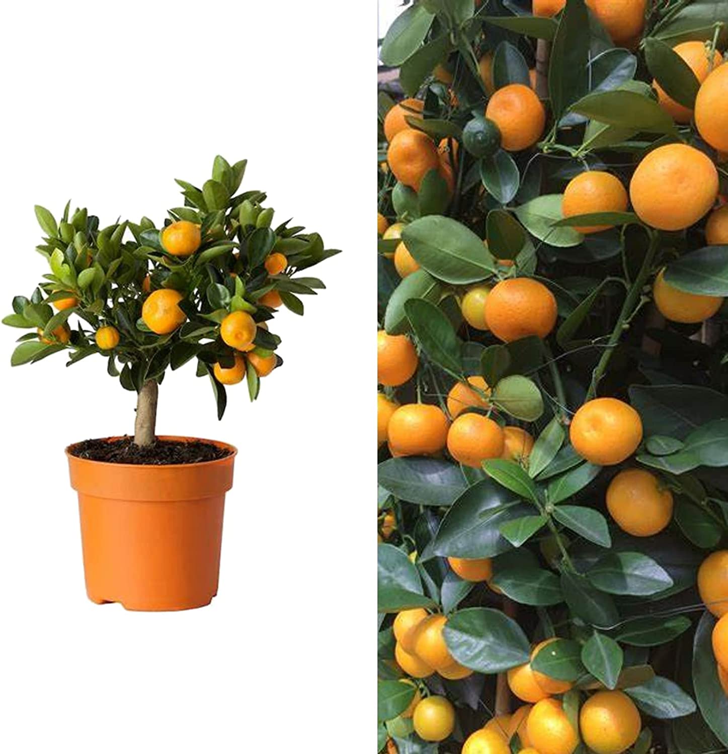 Wie pflegen Sie Citrus calamondin?